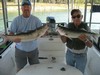 (09/04/2016) - Nice Striped Bass